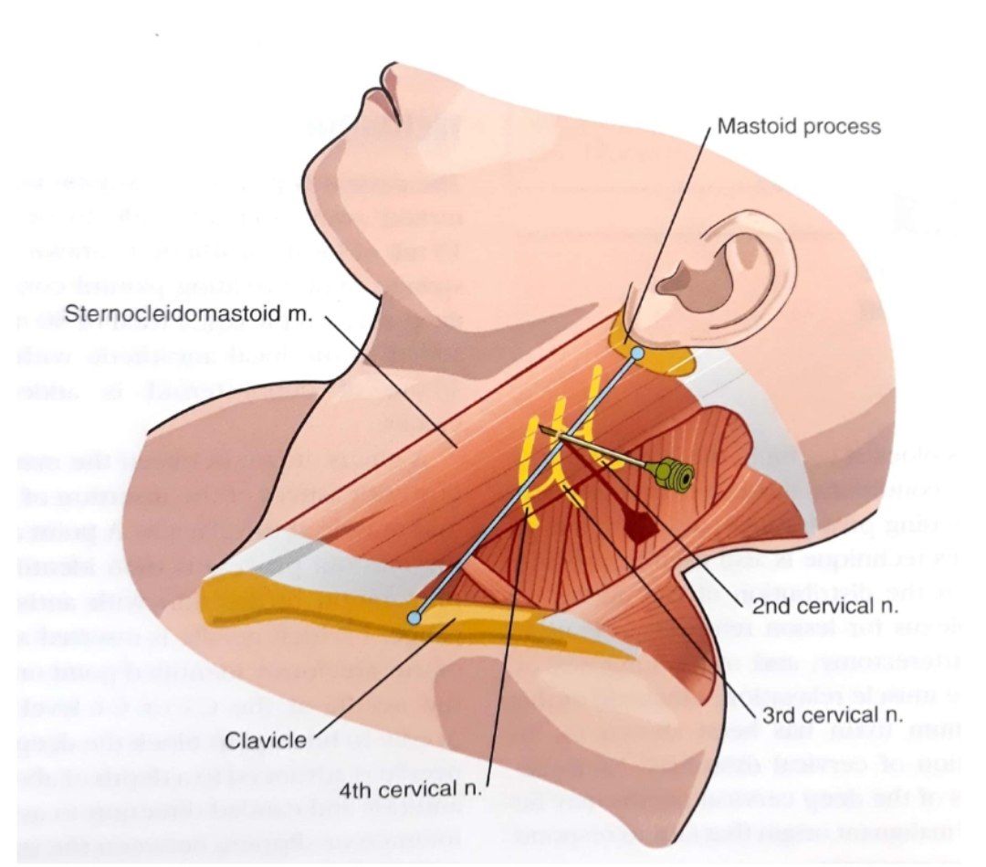 شبکه عصبی گردنی عمقی