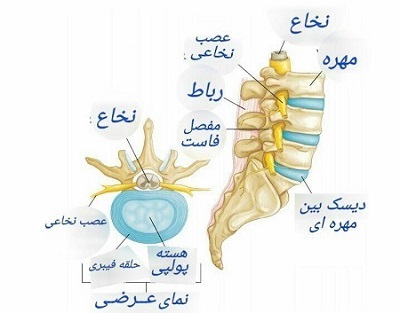 آناتومی دیسک