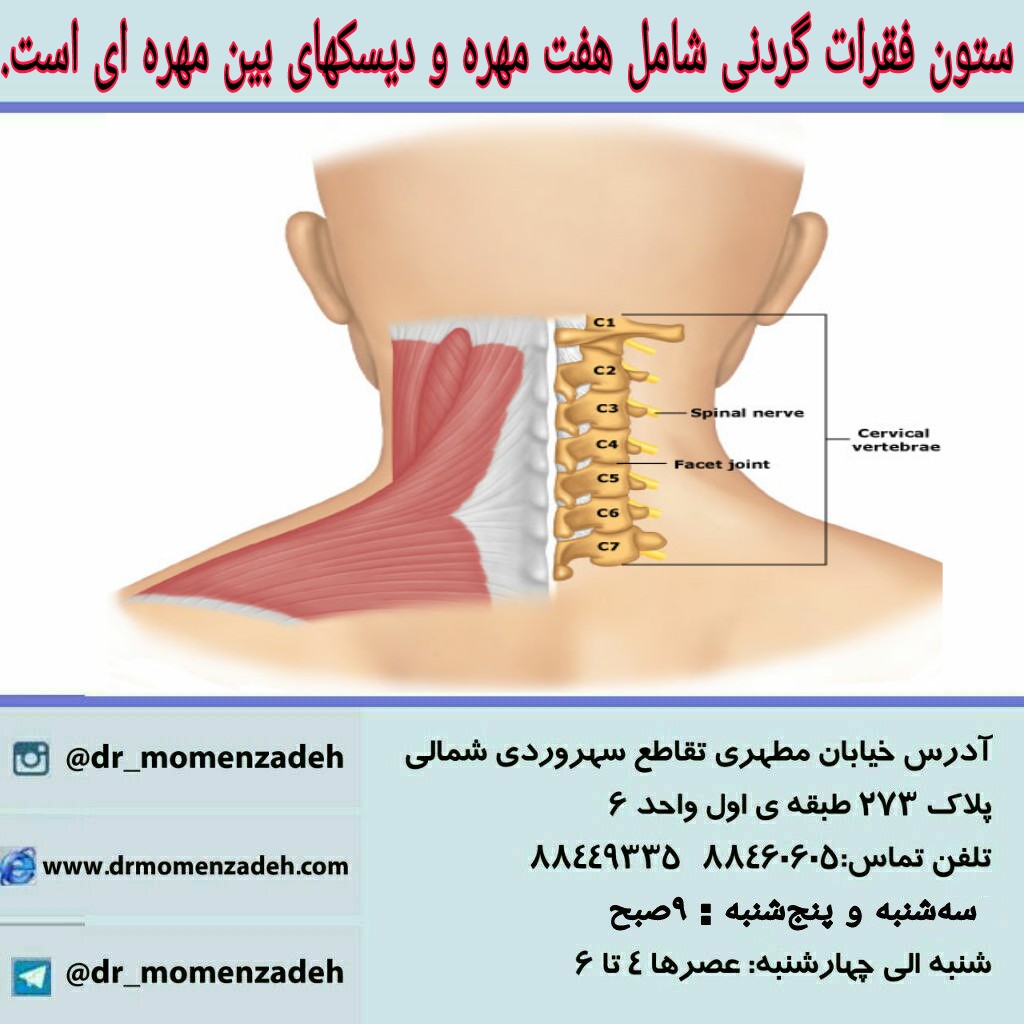 ستون فقرات گردنی شامل هفت مهره و دیسکهای بین مهره ای است