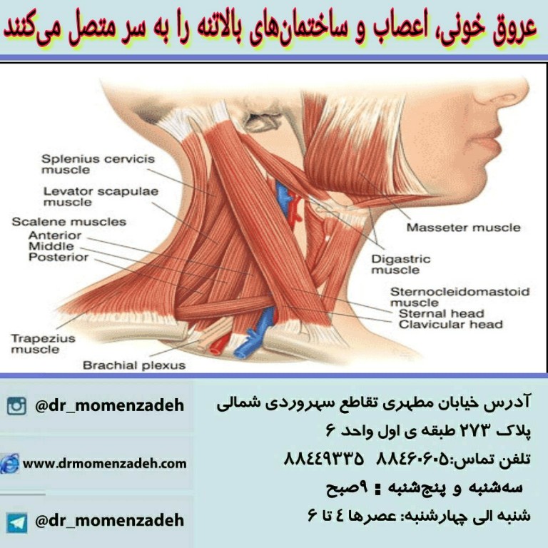 عروق خونی، اعصاب و ساختمان‌های بالاتنه را به سر متصل می‌كنند