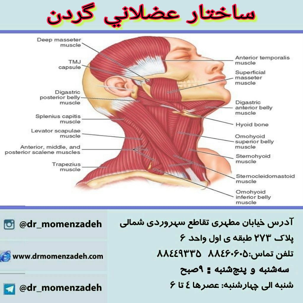 ساختار عضلانی گردن