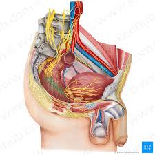 درمان درد لگن با بلاک شبکه عصبی هایپوگاستریک (Hypogastric plexus)