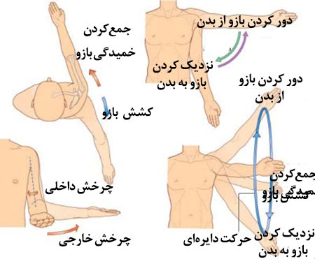 درد استخوان ترقوه، شانه و کتف 4