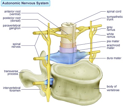 آناتومی سیستم عصبی