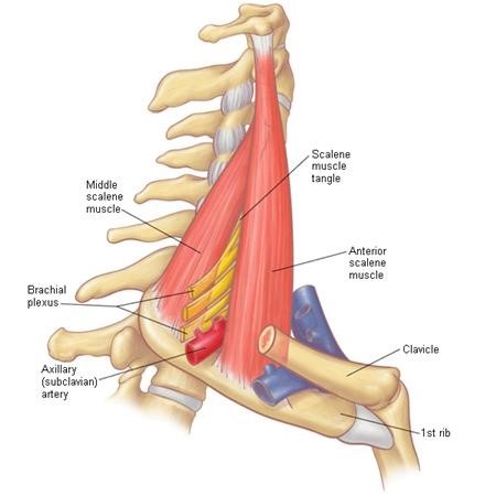 آناتومی عضلات اسکالن کنار گردن