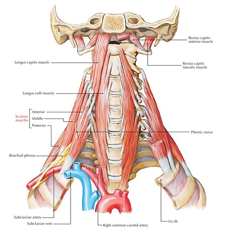 آناتومی عضلات اسکالن کنار گردن