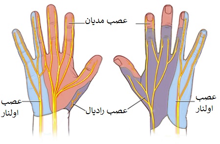 شبکه عصبی دست