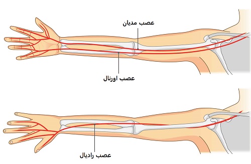 شبکه عصبی دست