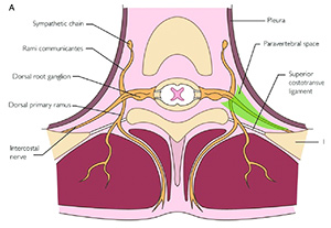 آناتومی اعصاب پاراورتبرال سینه ای