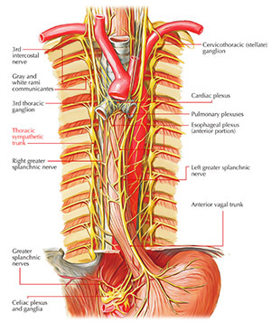 Thoracic sympathetic trunk