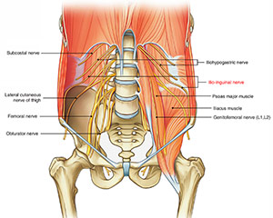 آناتومی عصب ایلیواینگوئینال