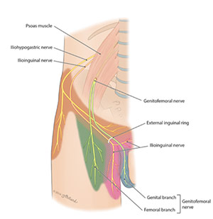 آناتومی عصب ایلیواینگوئینال