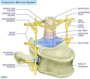 paravertebral ganglion