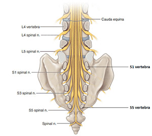 اعصاب نخاعی مفصل ساکروایلیاک