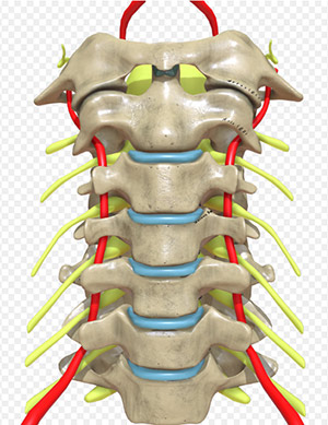 محل خروج اعصاب نخاعی گردن