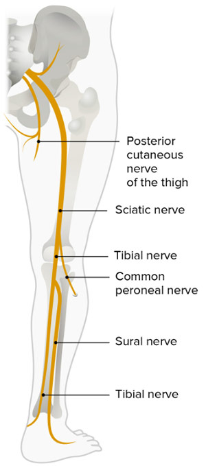 عصب سیاتیک و عصب تیبیال