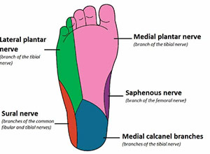 عصب تیبیال