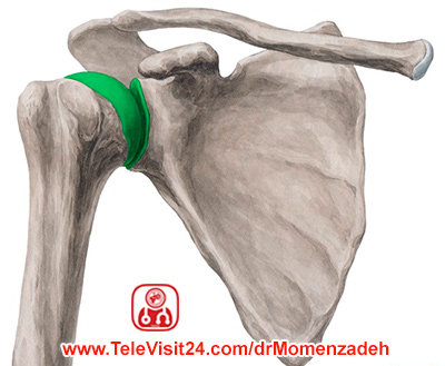 پرفسور دکتر سیروس مومن زاده,پرفسور دکتر سیروس مومن زاده, درد, درمان درد,درمان درد با لیزر, لیزر درمانی,لیزر تراپی , اوزون تراپی, ازن تراپی, ازون درمانی, درد مچ دست, درد مفصل شست,  درد انگشت دست, درد جسمی, درد روحی, درد معنوی, درد بدن, درد کمر, درد پا, دردصورت, دردچانه, درد اجتماعی، درد گردن, گردن درد,درد شانه ,سر شانه, تونل کارپال, کف دست, درد عصب, پرونئال سطحی,مفصل گلنوهومرال, درد شانه  