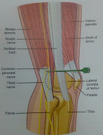 drMomenzadeh