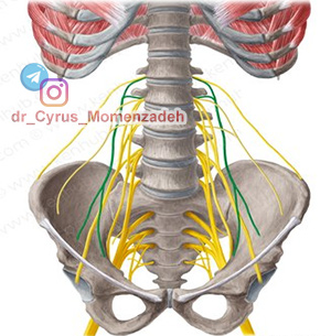 www.drMomenzadeh.com,پرفسور دکتر سیروس مومن زاده, دکتر سیروس مومن زاده,پروفسور دکتر سیروس مومن زاده, درد, درمان درد,درمان درد با لیزر, لیزر درمانی,لیزر تراپی , اوزون تراپی, ازن تراپی, ازون درمانی, درد مچ دست, درد مفصل شست,  درد انگشت دست, درد جسمی, درد روحی, درد معنوی, درد بدن, درد کمر, درد پا, دردصورت, دردچانه, درد اجتماعی، درد گردن, گردن درد,درد شانه ,سر شانه, تونل کارپال, کف دست, مفصل آرنج, درد بازو, درد آرنج, درد ترقوه, عصب سوپرا اربیتال, عصب جمینوفمورال 