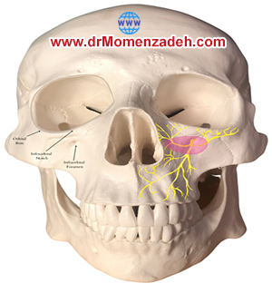 drMomenzadeh, پرفسور دکتر سیروس مومن زاده, دکتر سیروس مومن زاده,پروفسور دکتر سیروس مومن زاده, درد, درمان درد,درمان درد با لیزر, لیزر درمانی,لیزر تراپی , اوزون تراپی, ازن تراپی, ازون درمانی, درد مچ دست, درد مفصل شست,  درد انگشت دست, درد جسمی, درد روحی, درد معنوی, درد بدن, درد کمر, درد پا, دردصورت, دردچانه, درد اجتماعی، درد گردن, گردن درد,درد شانه ,سر شانه, تونل کارپال, کف دست, مفصل آرنج, درد بازو, درد آرنج, درد ترقوه, عصب سوپرا اربیتال, بلاک عصب اینفرا اربیتال