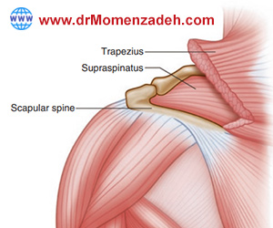 drMomenzadeh