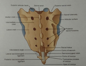 drMomenzadeh