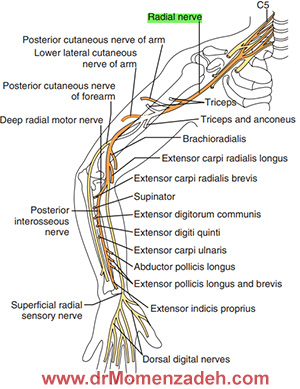 عصب رادیال, درد,درمان درد با لیزر, لیزر درمانی,لیزر تراپی , اوزون تراپی, ازن تراپی, ازون درمانی, درد مچ دست, درد مفصل شست, درد انگشت دست, درد جسمی, درد روحی, درد معنوی, درد بدن, درد کمر, درد پا, دردصورت, دردچانه, درد اجتماعی، درد گردن, گردن درد, درد شانه, بلاک عصب رادیال, درد بازو