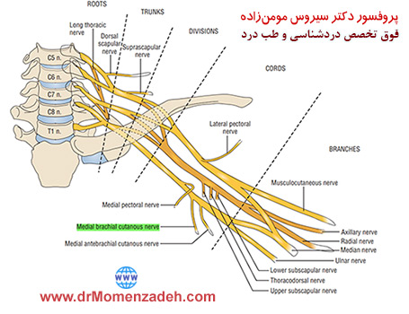 شبکه عصبی بازویی و عصب مدیال کوتانوس