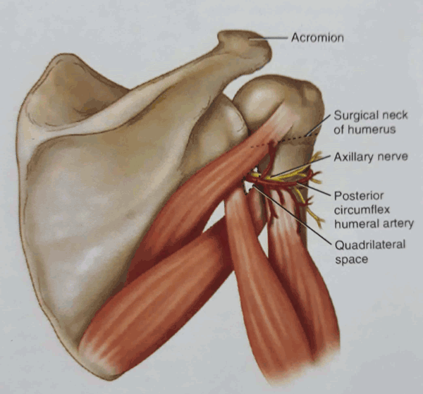 drMomenzadeh