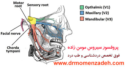 عصب مندیبولار, پروفسور دکتر سیروس مومن زاده,  دکتر سیروس مومن زاده ,سیروس مومن زاده, پروفسور سیروس مومن زاده, درد شناسی, فوق تخصص, درمان درد, درد, لیزر درمانی, لیزرتراپی, ازن تراپی, اوزون درمانی, درد کمر, کمردرد, درد پا, درد گردن, گردن درد, درد دست, زانو درد, درد زانو,   مفاصل فست گردنی, ستون فقرات, آرتریت, پشت سر, ضعف سیستم ایمنی, گاید سونوگرافی,  درد حنجره, درد حنجره, درد دهان, درد بازو, بلاک شبکه بازویی, نورالژی,درد مفصل فک,عصب 