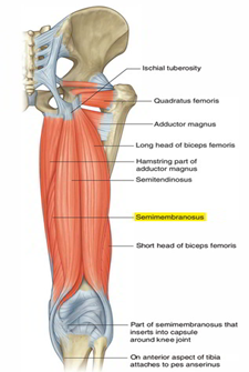 drMomenzadeh