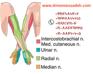 ناحیه عصب‌دهی شده توسط عصب رادیال, پروفسور دکتر سیروس مومن زاده,  دکتر سیروس مومن زاده ,سیروس مومن زاده, پروفسور سیروس مومن زاده, درد شناسی, فوق تخصص, درمان درد, درد, لیزر درمانی, لیزرتراپی, ازن تراپی, اوزون درمانی, درد کمر, کمردرد, درد پا, درد گردن, گردن درد, درد دست, زانو درد, درد زانو, مفاصل فست گردنی, ستون فقرات, آرتریت, پشت سر, ضعف سیستم ایمنی, گاید سونوگرافی,  درد حنجره, درد حنجره, درد دهان, درد بازو, بلاک شبکه بازویی, فست گردن, درد کنار گردن تا قفسه سینه, نوریت بازویی, مچ دست, 