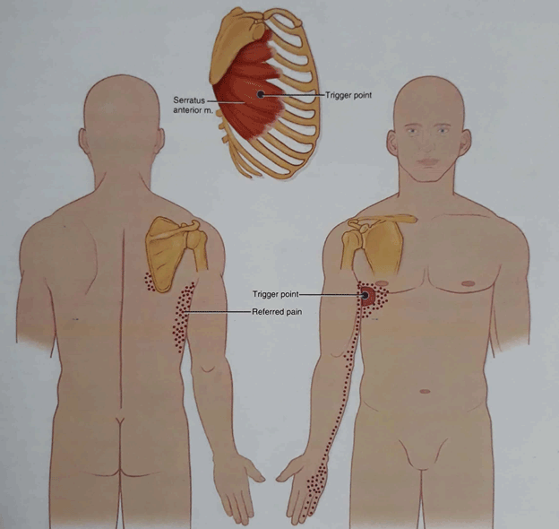 drMomenzadeh