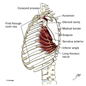 drMomenzadeh