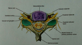 drMomenzadeh