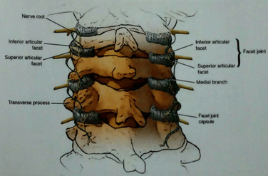 drMomenzadeh