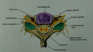 drMomenzadeh