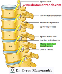 drCyrusMomenzadeh, کمردرد, درد کمر, گردن درد, درد گردن, درد ستون فقرات, پا درد, درد پا, دردشناسی, لیزر درمانی, لیزرتراپی, استخوان درد, کلینیک درد, بهترین کلینیک درد در تهران, بهترین دکتر دیسک کمر, کلینیک درد غرب تهران, کلینیک درد دولتی, کلینیک درد در جنوب تهران, کلینیک درد تهران, کلینیک درد فوق تخصصی, خدمات کلینیک درد, دکتر مومن زاده, فوق تخصص درد