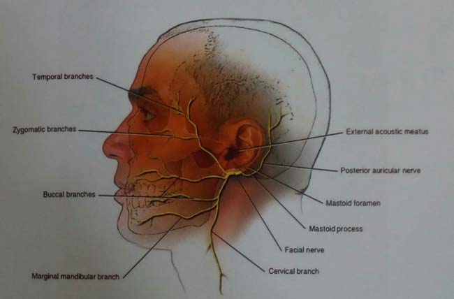 drCyrusMomenzadeh